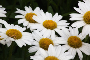 Daisy in the garden outdoors