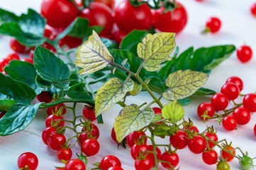 various tomatoes and plant Disease,Tomato plant with Tomato yellow leaf curl virus. a single leaf of tomato damaged by disease. Fresh ripe tomato. natural raw fruits close up.