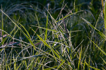 Reed