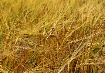 Fototapeta premium A color image of a wheat crop in Wiltshire, England that is ready to harvest.