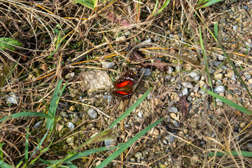 butterfly