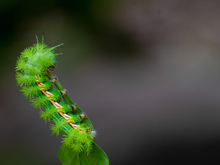 Caterpillar Bokeh