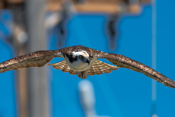 Flying Osprey or Sea Hawk (Pandion haliaetus)