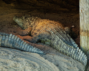 close up of a crocodile