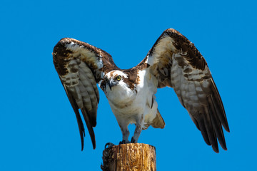 Osprey (Pandion haliaetus) on a Pole