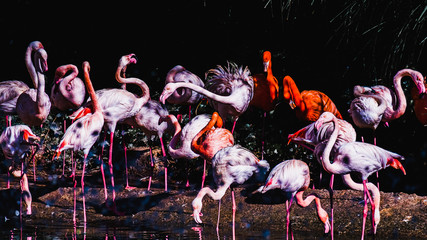 group of flamingos 