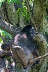 a spider monkey sitting in a tree