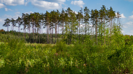 Kawałek lasu  © spacer.z.aparatem 