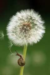 Schnecke kriecht an einer Blume entlang