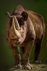 vertical rhino portrait on a green background