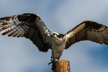 Osprey (Pandion haliaetus) on a Pole