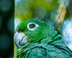 blue and yellow macaw ara © Mehdi