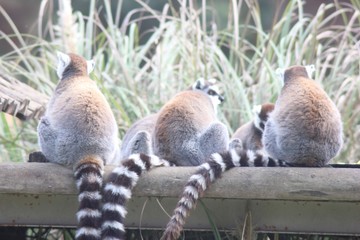 lemur on tree