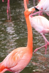 pink flamingo in water