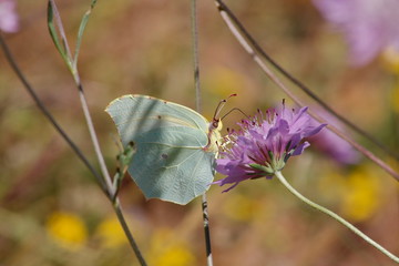 butterfly Gonepteryx rhamni appears in europe asia and north africa