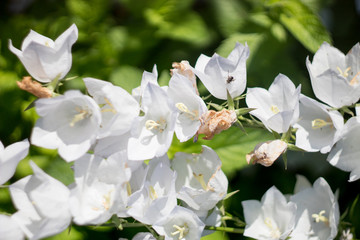 apple tree flowers