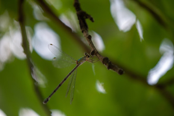 Libelle