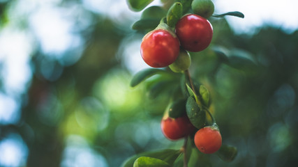 Fototapeta premium red apples on a branch
