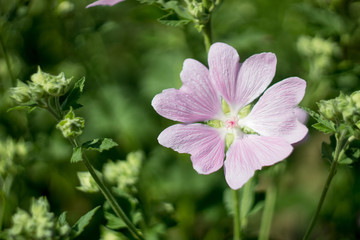 Obraz premium pink flowers in the garden