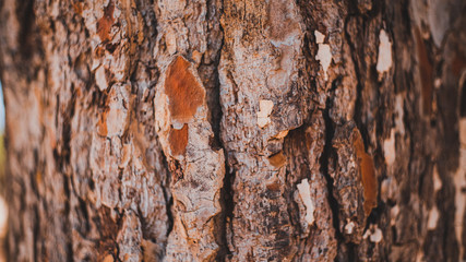 texture of old wood