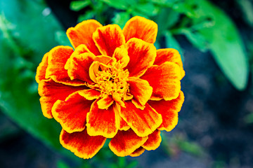 Yellow marigolds in the summer garden. Blurred green background. Close-up