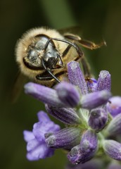 bee on lavender in the garden