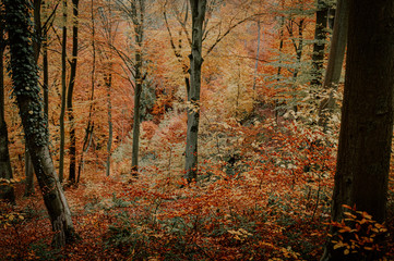 Colors of Autumn season in the beautiful woodland forest