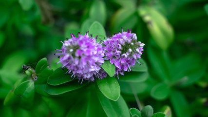 butterfly on a flower