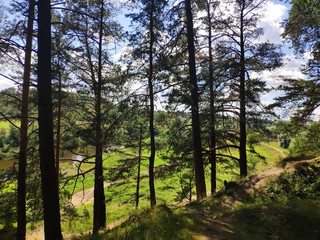 Obraz premium pine forest on the high bank of the river at the sunny day