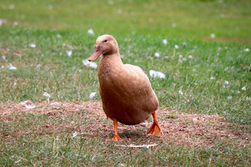 Duck at a UK farm