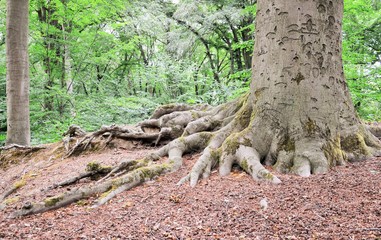 mächtiger Baum mit Wurzeln