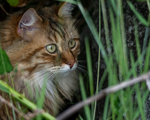 cat in grass