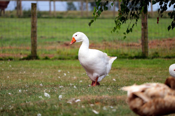 Duck at a UK farm
