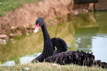 Duck at a UK farm