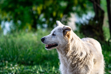 Obraz premium portrait of a white dog