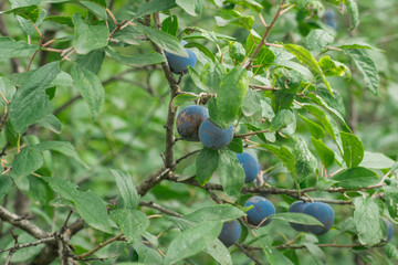 Ripe plums on a tree branch in the orchard. View of fresh organic fruits with green leaves on plum tree branch in the fruit garden.