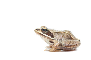 toad on a white background.