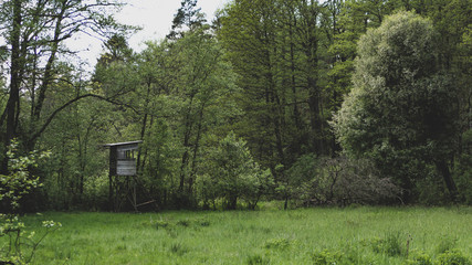 Ambona myśliwska w głębi lasu 