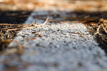 road in woods with pine needles