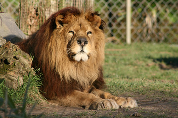 Fototapeta na wymiar lion in a zoo in france