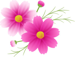 ピンクのグラデーションのコスモスのカットイラスト、秋イメージ