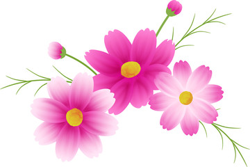 ピンクのグラデーションのコスモスのカットイラスト、秋イメージ