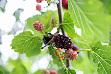 Mulberries on a branch. Ripe berry. Natural product. Vitamins. Blurred background Close-up