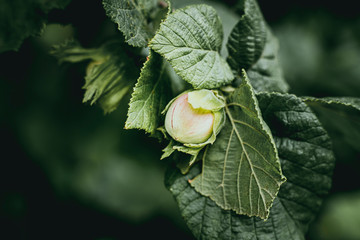 Noisettes vertes en train de grandir sur l'arbre noisetier