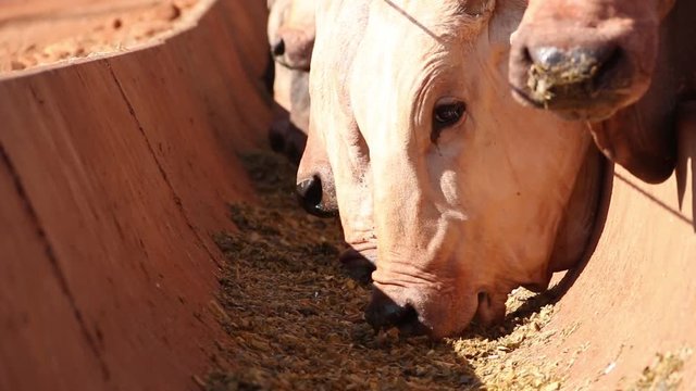Agribusiness - Nellore cattle, white Nellore, Nelore cattle in the trough - Livestock