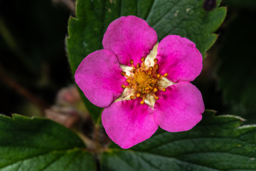 Flowering Strawberry (Fragaria spec. 'Lipstick')