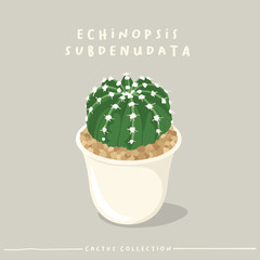 Cactus type collection : Cactus in white small pot isolated on beige background : Vector Illustration