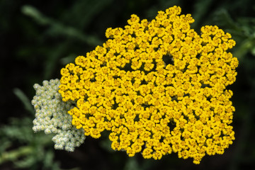 Fernleaf Yarrow or Milfoil (Achillea filipendula)