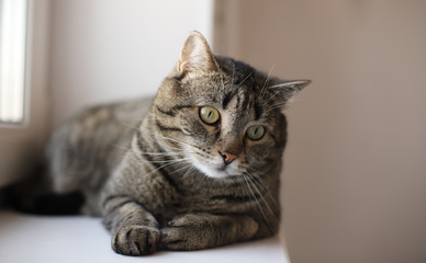 The gray cat is importantly lying on the quiet. Beautiful cat lies