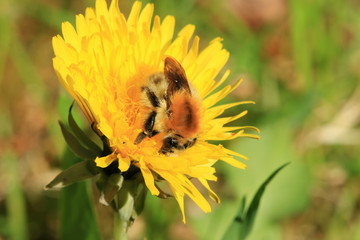 Wiesenhummel